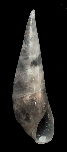 Melanella monterosatoi?